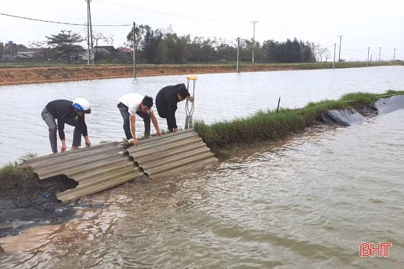 Người nuôi tôm Kỳ Anh trầy trật khôi phục sản xuất sau lũ