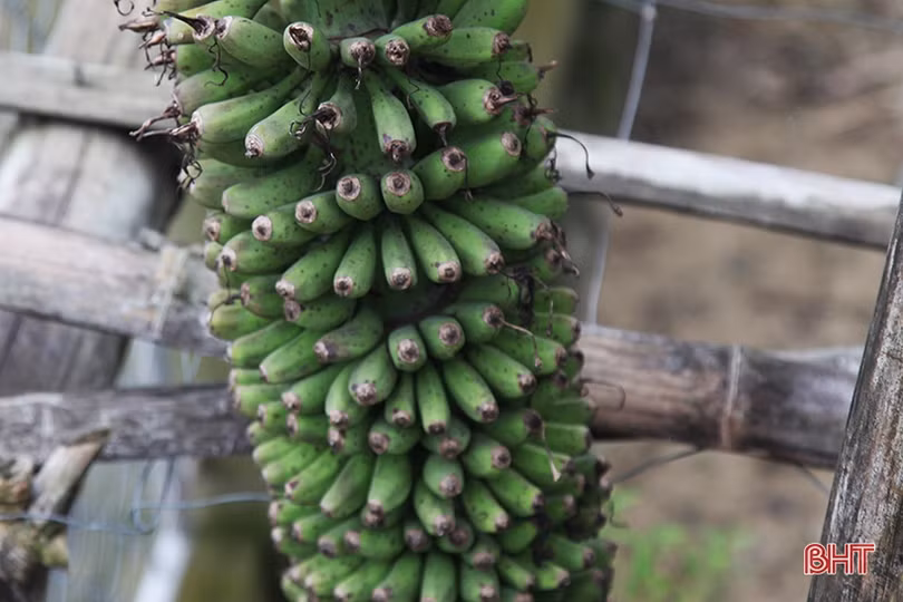 Buồng chuối dài 2m, hơn 250 nải ở Hà Tĩnh