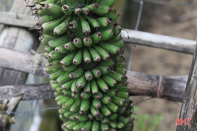 Buồng chuối dài 2m, hơn 250 nải ở Hà Tĩnh