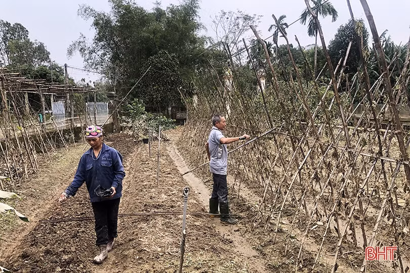Nông dân Đức Thọ sửa sang lại vườn tược, khôi phục sản xuất