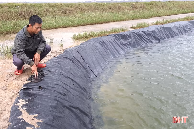 Người nuôi tôm Kỳ Anh trầy trật khôi phục sản xuất sau lũ