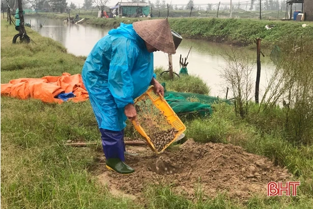 Ốc hương mất trắng sau mưa lũ, người dân xứ Cồn Vạn nợ chồng nợ!