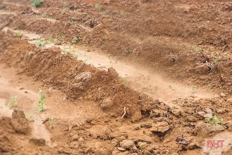 Người trồng chè Kỳ Anh “chờ trời” để xuống giống vụ mới