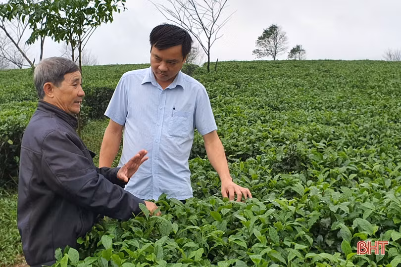 Người trồng chè Kỳ Anh “chờ trời” để xuống giống vụ mới