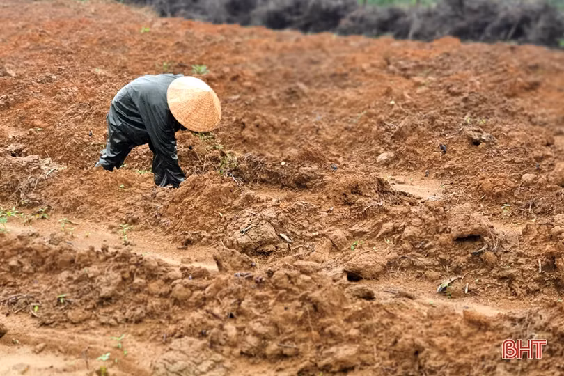 Người trồng chè Kỳ Anh “chờ trời” để xuống giống vụ mới
