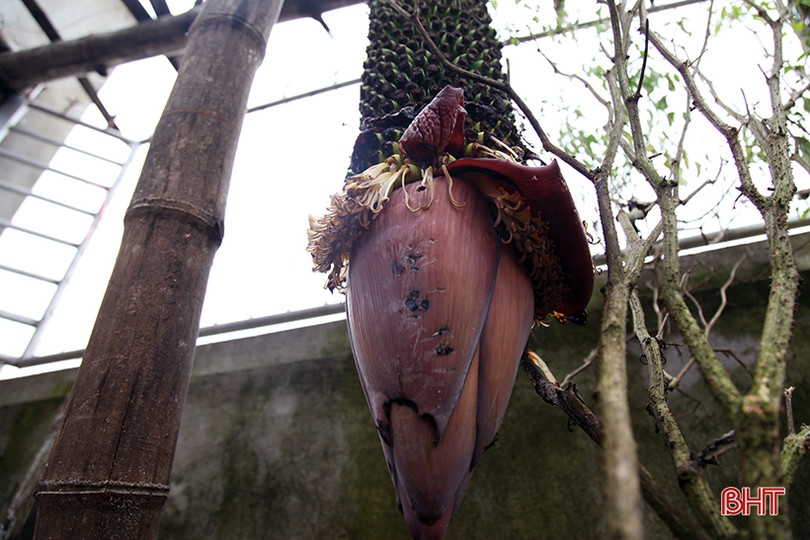 Buồng chuối dài 2m, hơn 250 nải ở Hà Tĩnh