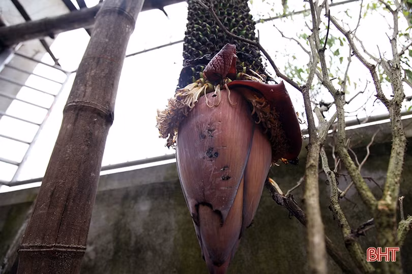 Buồng chuối dài 2m, hơn 250 nải ở Hà Tĩnh