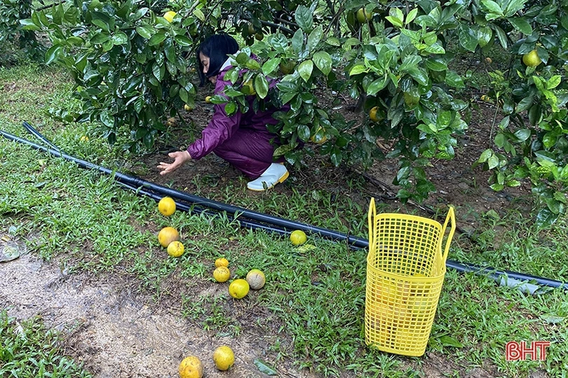 Hà Tĩnh khẩn trương khôi phục sản xuất vụ đông