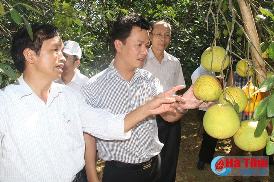 Hà Tĩnh sẵn sàng phối hợp chuyển giao, ứng dụng các tiến bộ KH&CN ảnh 9 Hà Tĩnh sẵn sàng phối hợp chuyển giao, ứng dụng các tiến bộ KH&CN ảnh 9