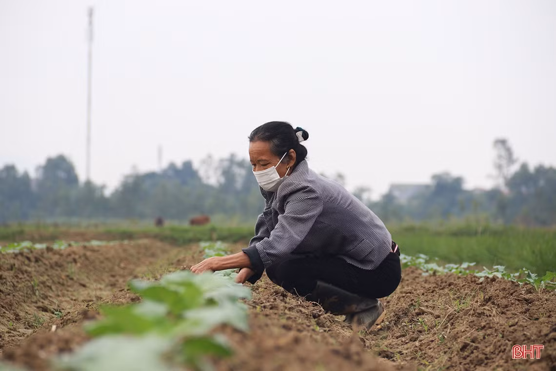 Xem nông dân làng rau phía Nam Hà Tĩnh tất bật vào vụ Tết