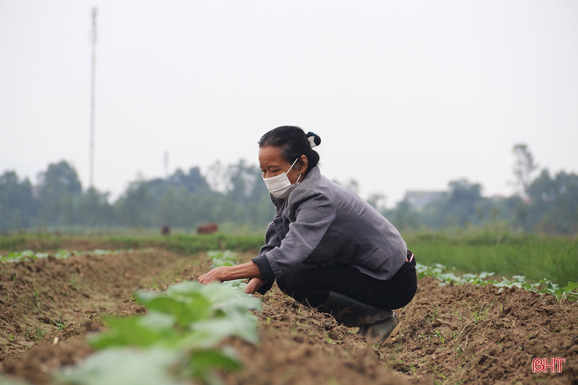 Xem nông dân làng rau phía Nam Hà Tĩnh tất bật vào vụ Tết