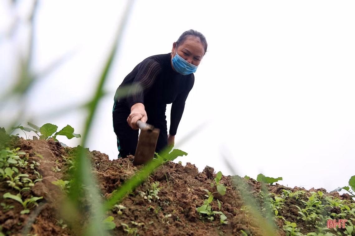 Xem nông dân làng rau phía Nam Hà Tĩnh tất bật vào vụ Tết
