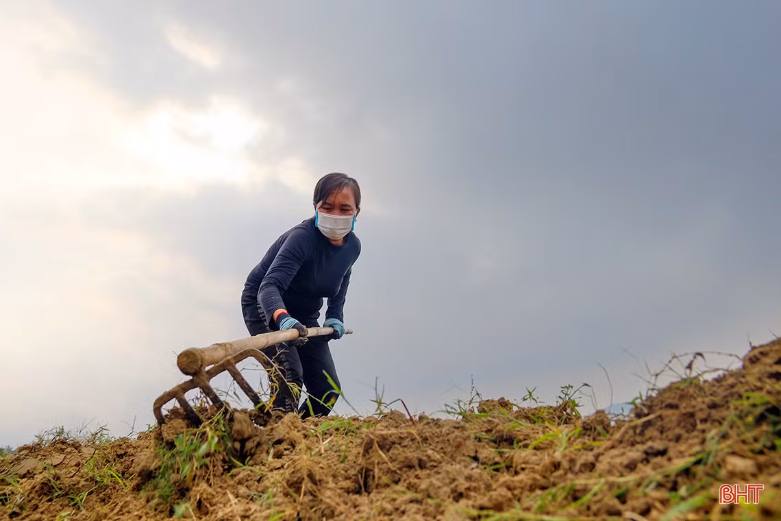 Xem nông dân làng rau phía Nam Hà Tĩnh tất bật vào vụ Tết
