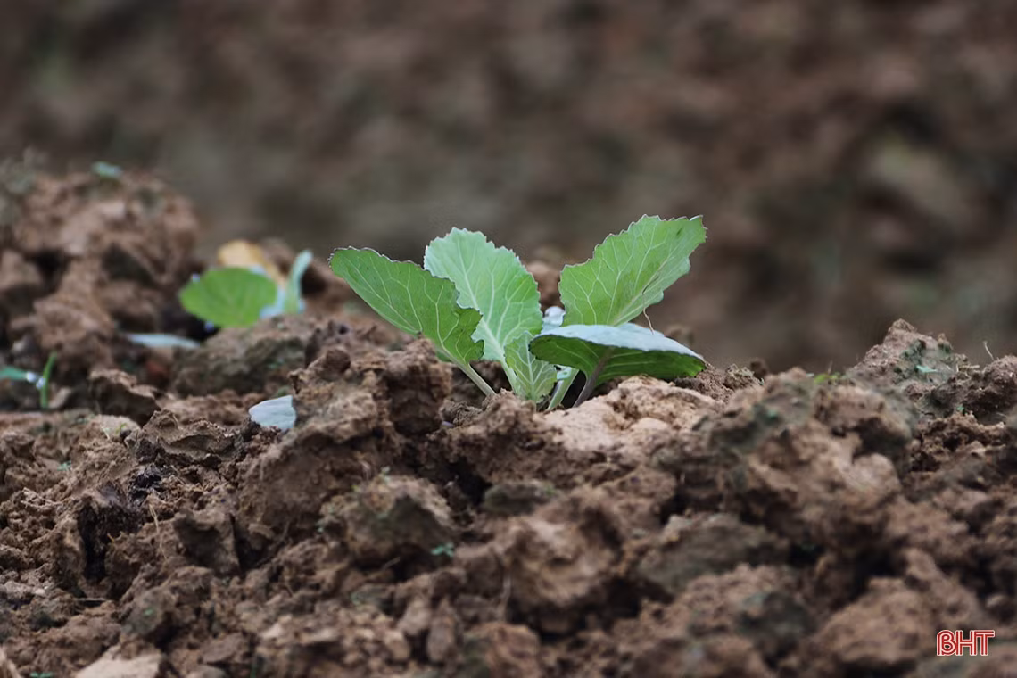 Xem nông dân làng rau phía Nam Hà Tĩnh tất bật vào vụ Tết