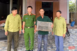 Người dân tự nguyện giao nộp khỉ đuôi lợn quý hiếm 