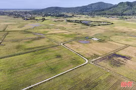 Vì sao hơn 13.000 ha đất nông nghiệp không thể sản xuất lúa vụ hè thu?