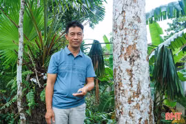 "Thủ phủ" trám đen Hà Tĩnh mất mùa hiếm gặp