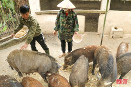 Lợn rừng đắt hàng dịp Tết, nông dân Hà Tĩnh tất bật chăm đàn
