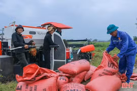 Nông dân hối hả ra đồng, "gom mùa vàng" giữa kỳ nghỉ lễ