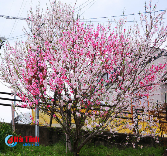 hoa anh dao nhat ban qua ong kinh thuc tap sinh ha tinh