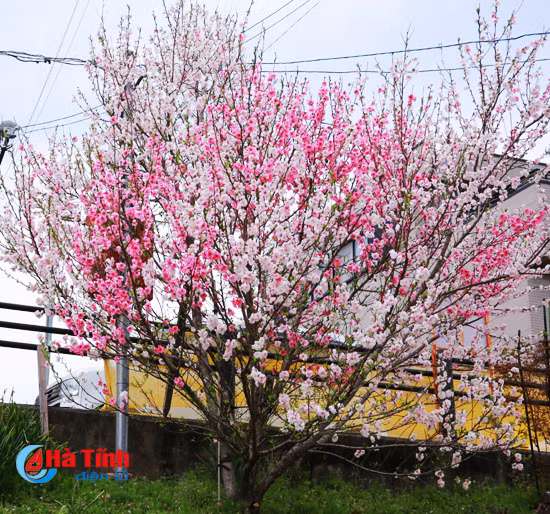 hoa anh dao nhat ban qua ong kinh thuc tap sinh ha tinh