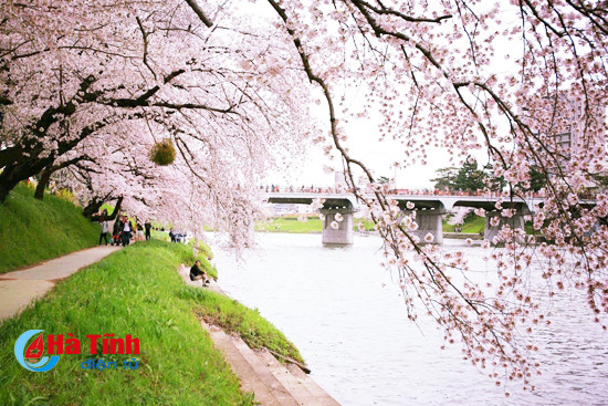 hoa anh dao nhat ban qua ong kinh thuc tap sinh ha tinh