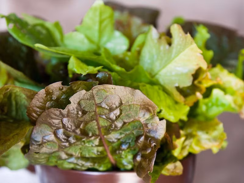 14 thuc pham an thoai mai khong lo tang can