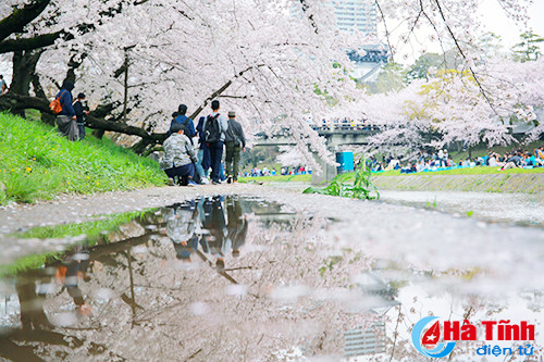 hoa anh dao nhat ban qua ong kinh thuc tap sinh ha tinh