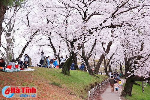 hoa anh dao nhat ban qua ong kinh thuc tap sinh ha tinh