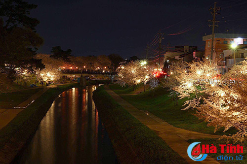 hoa anh dao nhat ban qua ong kinh thuc tap sinh ha tinh