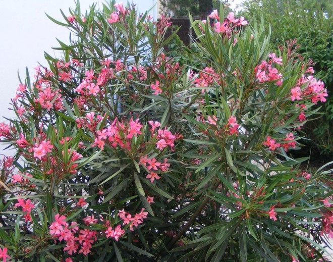 6 loai cay chua doc to thuong duoc trong lam canh