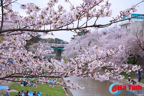 hoa anh dao nhat ban qua ong kinh thuc tap sinh ha tinh