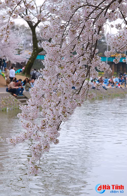hoa anh dao nhat ban qua ong kinh thuc tap sinh ha tinh