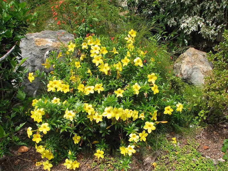 6 loai cay chua doc to thuong duoc trong lam canh