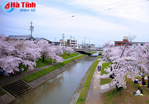 hoa anh dao nhat ban qua ong kinh thuc tap sinh ha tinh