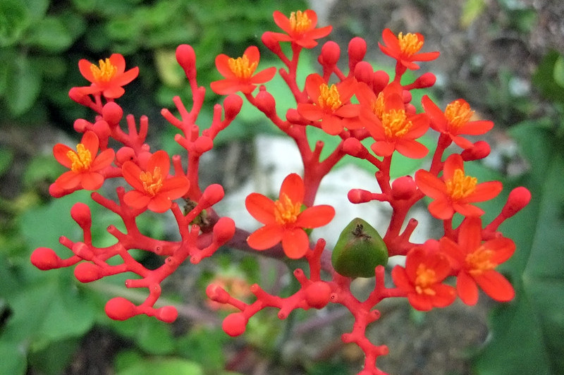 6 loai cay chua doc to thuong duoc trong lam canh