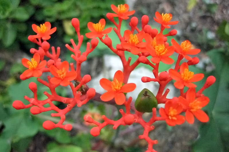 6 loai cay chua doc to thuong duoc trong lam canh