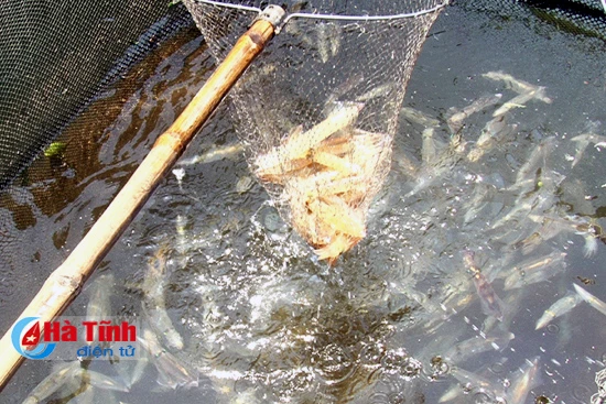 muc nhay vung ang hap dan thuc khach muon phuong