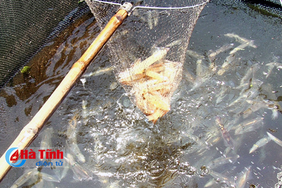 muc nhay vung ang hap dan thuc khach muon phuong