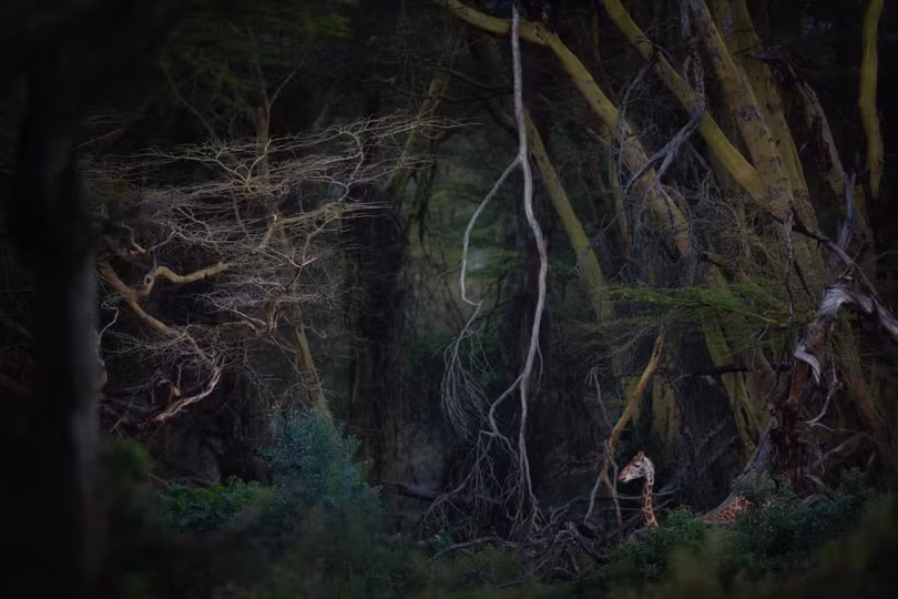 Thiên nhiên tuyệt đẹp trong loạt ảnh đoạt giải Nature Photographer of the Year 2020