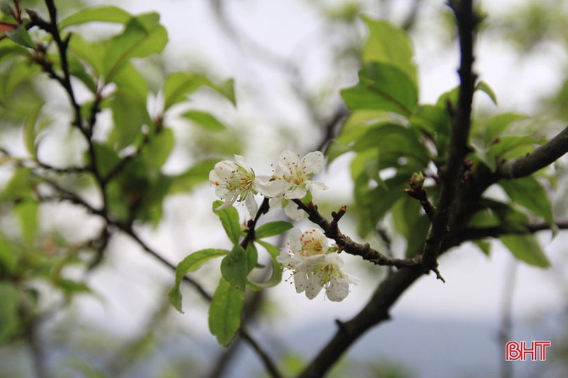 Xuân sớm trên “Hoan Châu đệ nhất danh lam” 