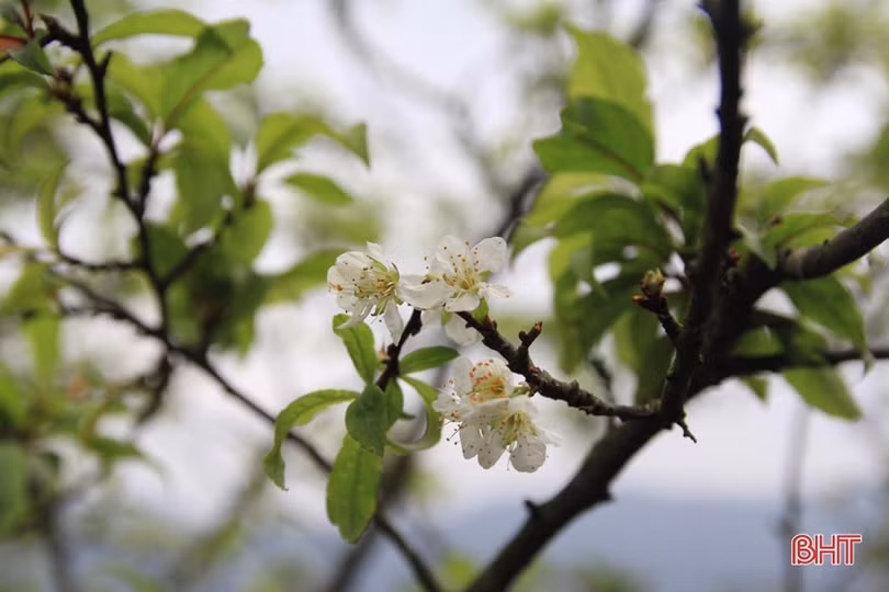 Xuân sớm trên “Hoan Châu đệ nhất danh lam” 