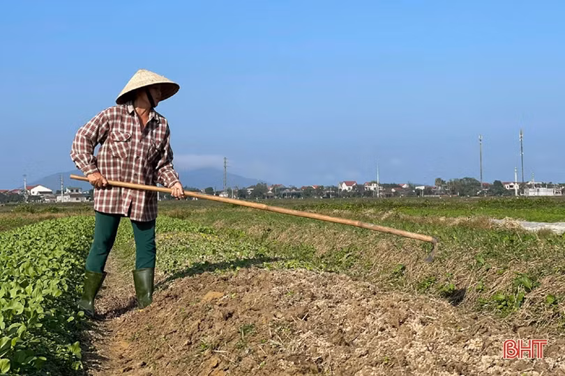 Đon thời tiết, nông dân vựa rau TP Hà Tĩnh nhanh tay cải tạo đất, gieo giống