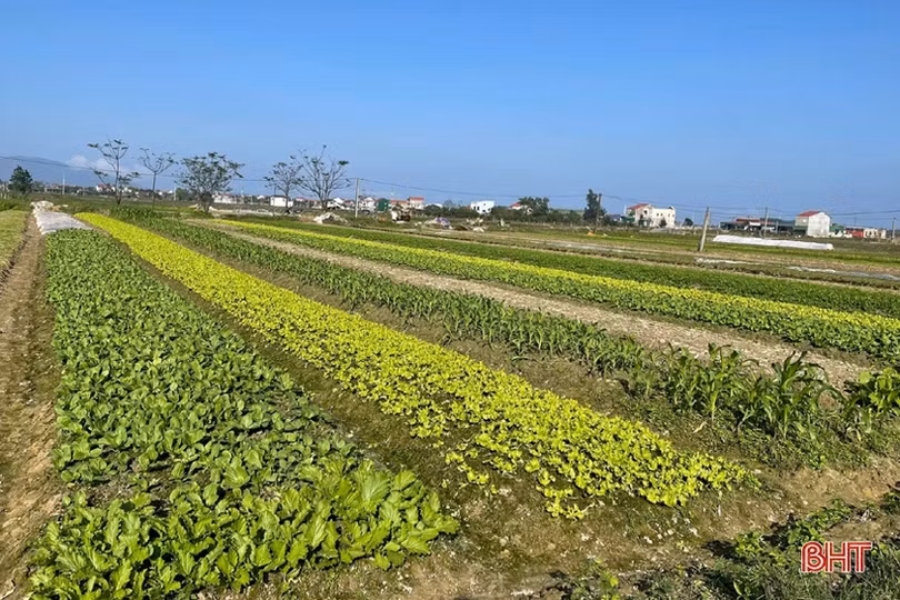 Đon thời tiết, nông dân vựa rau TP Hà Tĩnh nhanh tay cải tạo đất, gieo giống