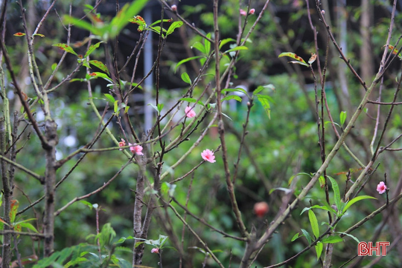 Xuân sớm trên “Hoan Châu đệ nhất danh lam” 