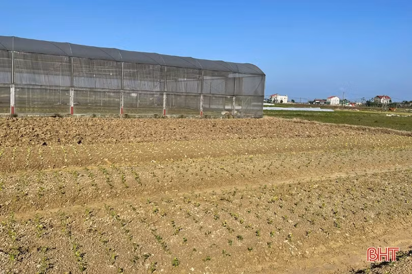 Đon thời tiết, nông dân vựa rau TP Hà Tĩnh nhanh tay cải tạo đất, gieo giống