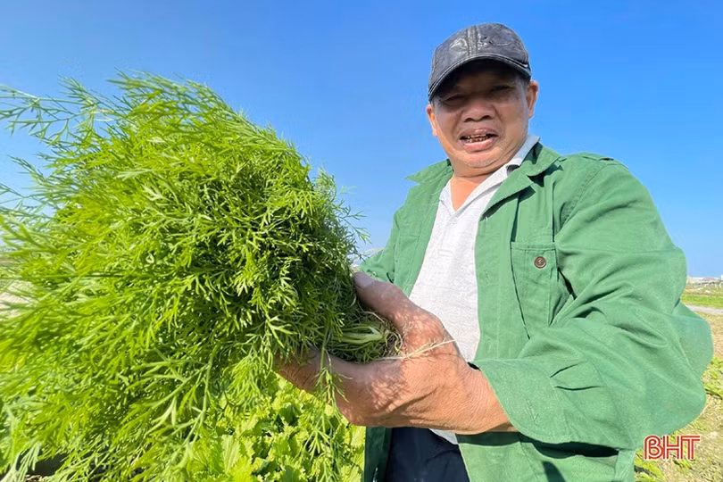 Đon thời tiết, nông dân vựa rau TP Hà Tĩnh nhanh tay cải tạo đất, gieo giống