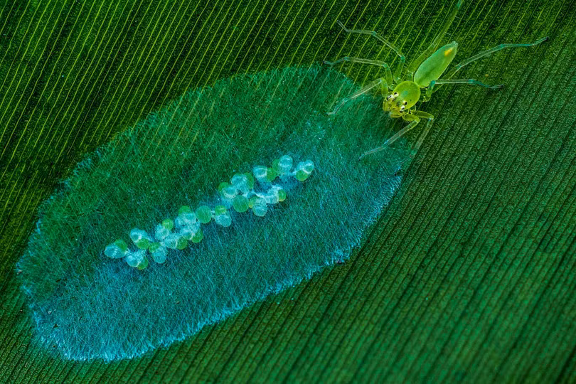 Thiên nhiên tuyệt đẹp trong loạt ảnh đoạt giải Nature Photographer of the Year 2020