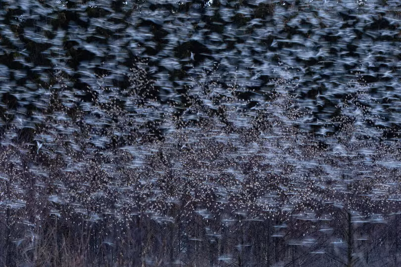 Thiên nhiên tuyệt đẹp trong loạt ảnh đoạt giải Nature Photographer of the Year 2020