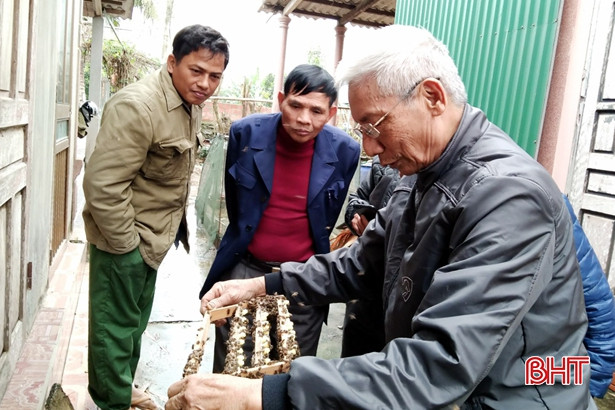 800 đàn ong giống giúp người dân Hương Sơn xây dựng mô hình VietGAP